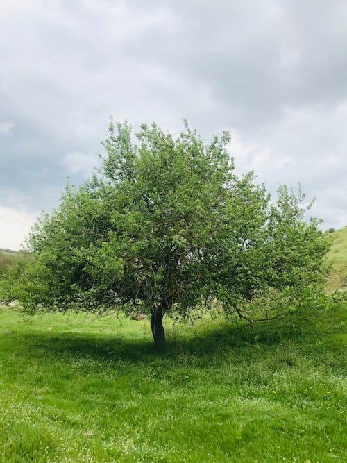 Foto d'estoc gratuïta de a l'aire lliure, arbre verd, camp d'herba