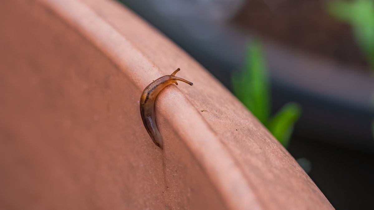 Lutte naturelle contre les limaces : méthodes éprouvées pour le potager