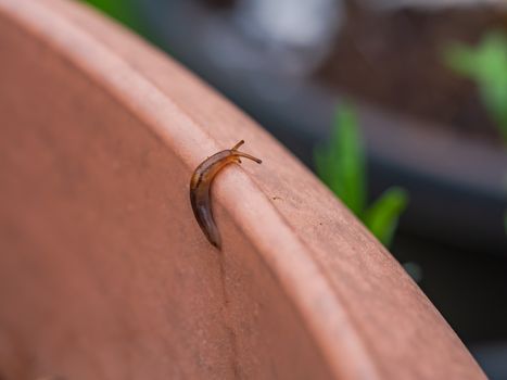 Slugs