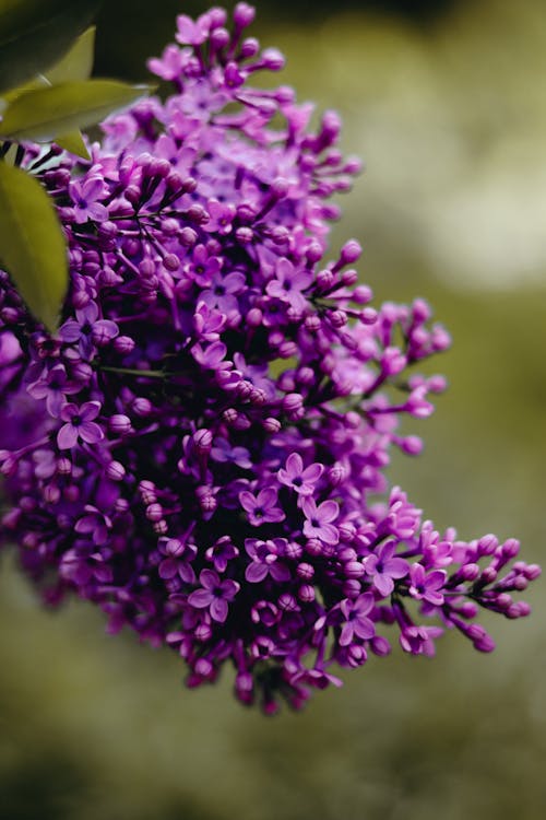 Gratuit Photos gratuites de basculement, fleurs violettes, flore Photos