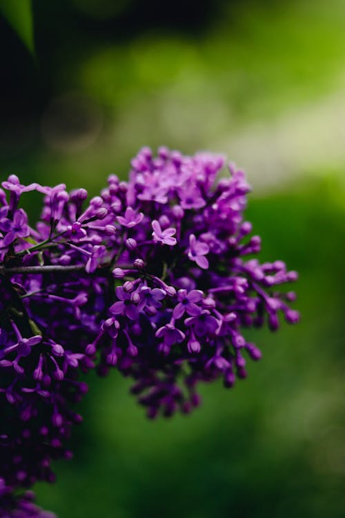 Gratuit Photos gratuites de branche, fermer, fleurs violettes Photos