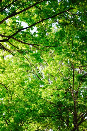 Tall trees seen from below — photo by Adrien Olichon on Pexels
