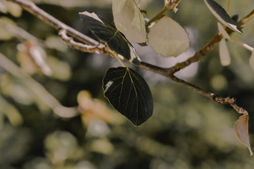 Photo Green Leafed Branch