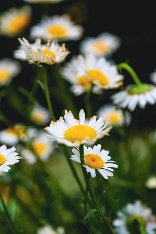 Free Beautiful daisies in full bloom captured with vibrant colors and delicate petals. Stock Photo