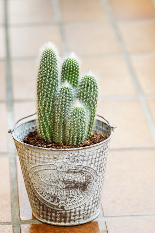 A Cactus Plant in a Bucket