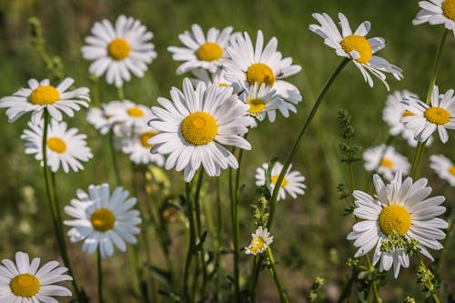 Free Beautiful Daisy Flowers in Bloom Stock Photo