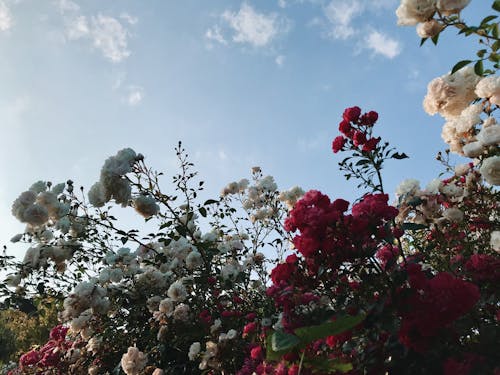 Free stock photo of beautiful flowers, blue sky, flower