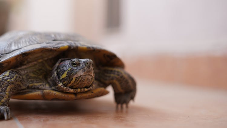 Red-Eared Slider Crawling On The Ground