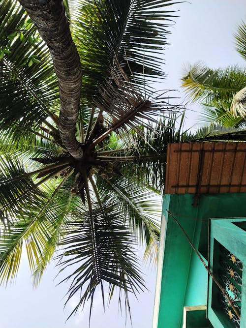 低角度拍攝, 垂直拍攝, 棕櫚樹葉 的 免費圖庫相片