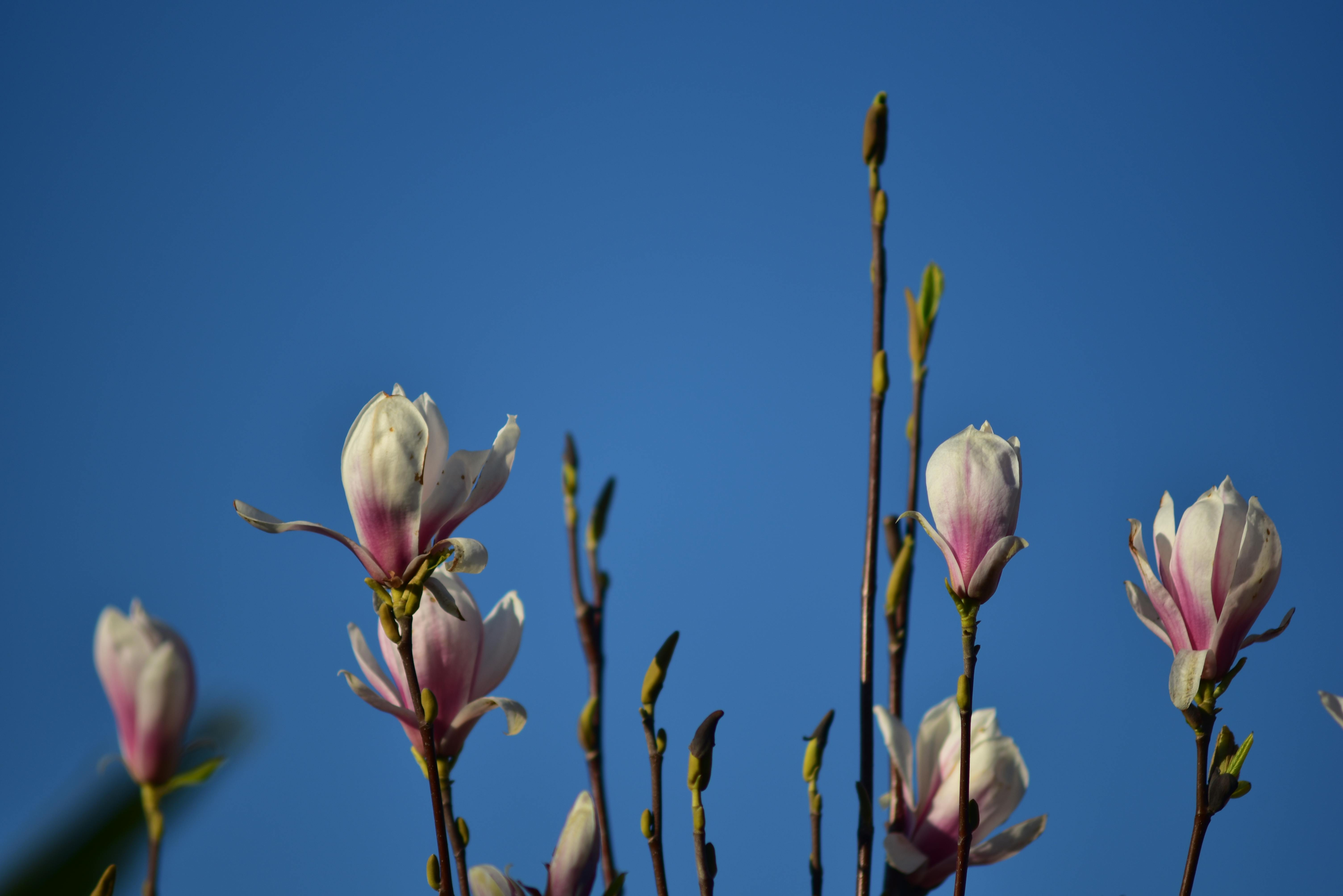 はつ花 春の花 自然の壁紙の無料の写真素材