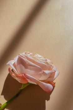 Delicate pink rose with soft petals on a muted background, ideal for floral themes.