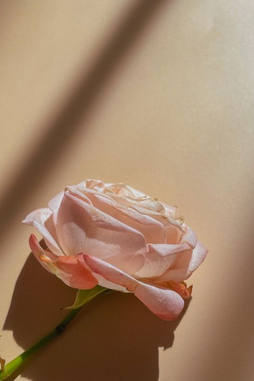 Free Delicate pink rose with soft petals on a muted background, ideal for floral themes. Stock Photo