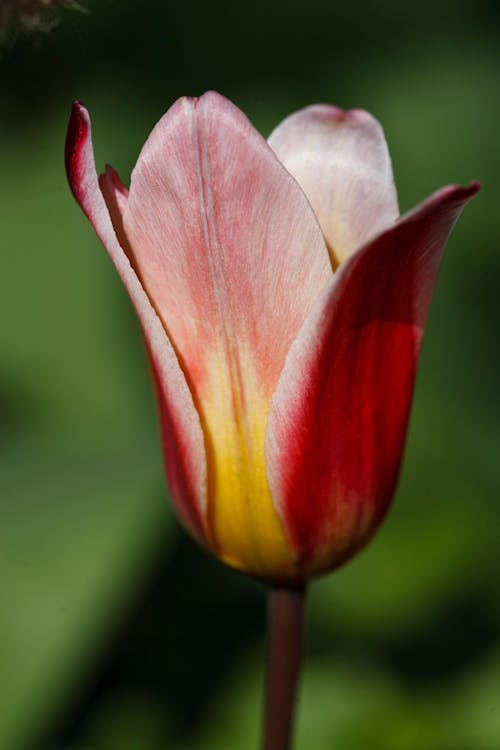 Kostenloses Stock Foto zu blumenphotographie, blüte, pinke blume