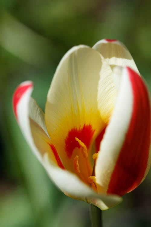 Imagine de stoc gratuită din a închide, floare frumoasa, fotografiere verticală