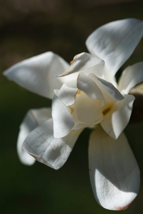 Imagine de stoc gratuită din a închide, floare albă, floare frumoasa