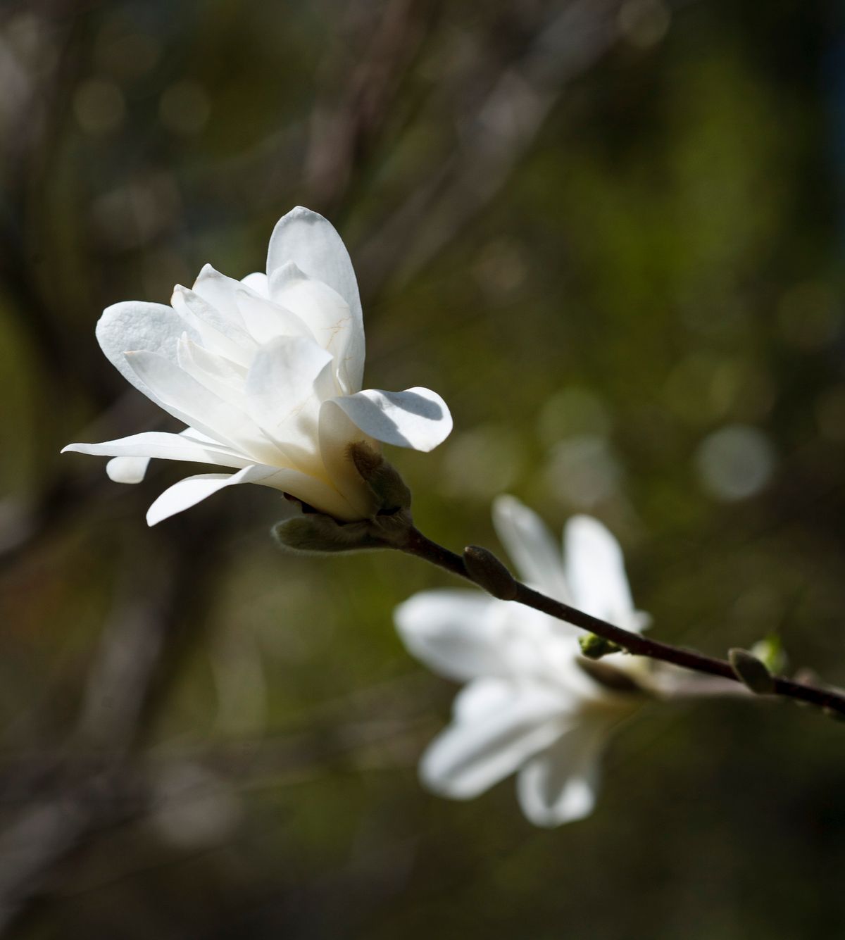 A fresh white magnolia flower