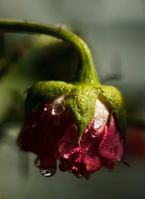 Red Flower with Droplets of Water in Tilt Shift Lens