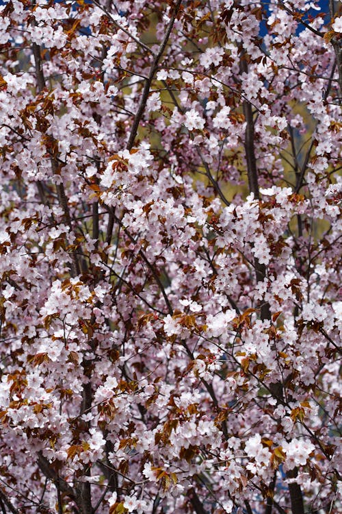 Fotos de stock gratuitas de árbol, cerezos en flor, floración