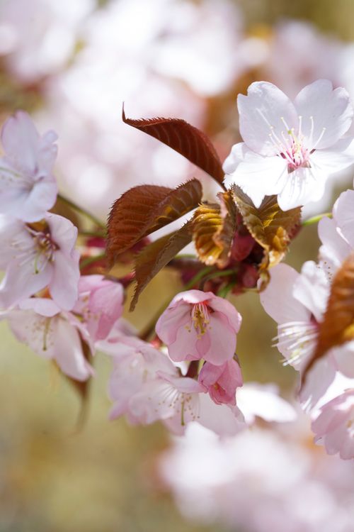 Free A beautiful close-up of cherry blossoms showcasing delicate pink petals and fresh leaves in full bloom. Stock Photo
