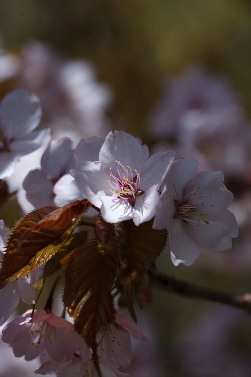 Free Delicate cherry blossoms with blurred background, capturing the essence of spring. Stock Photo