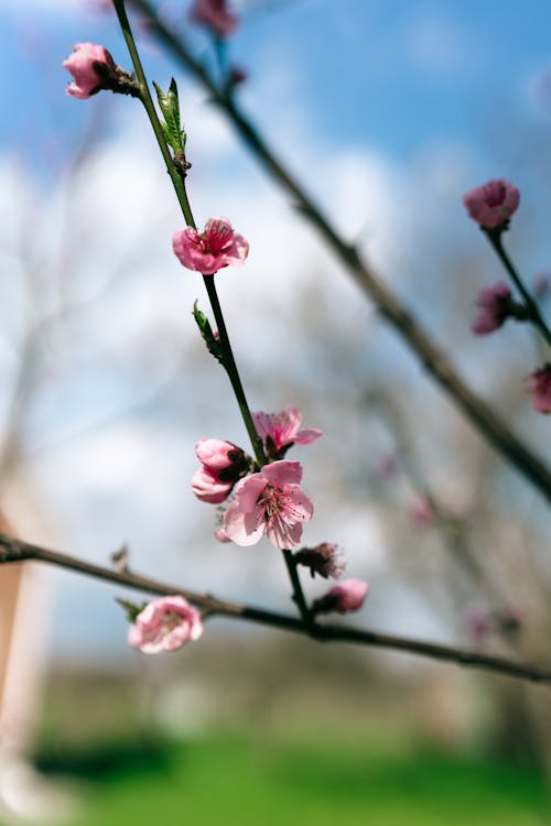 Pink Cherry Blossoms in Close Up Photography