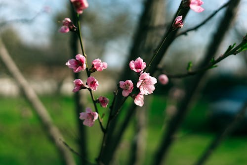 セレクティブフォーカス, ピンクの花, フローラの無料の写真素材