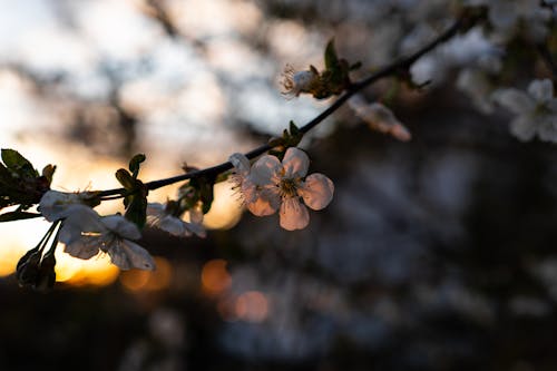 セレクティブフォーカス, フラワーズ, 咲くの無料の写真素材