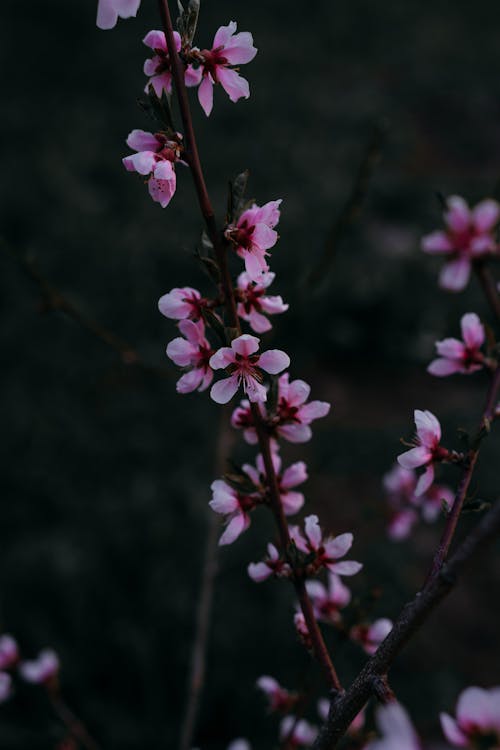 Free Pink Cherry Blossoms in Close-up Shot Stock Photo