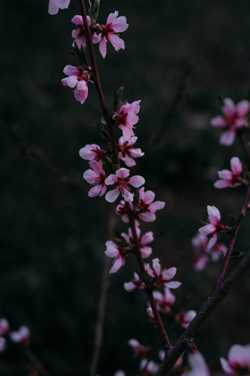 Free Vertical shot of cherry blossoms with blurred background, showcasing pink petals in spring. Stock Photo