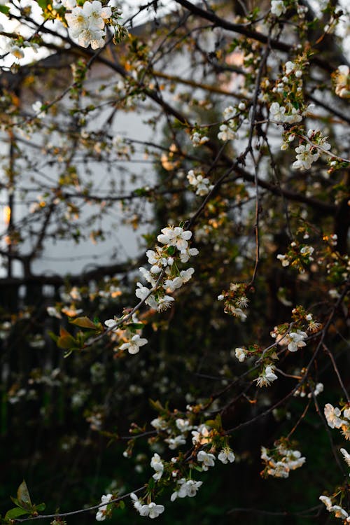 Tree Branches with White Small Flowers