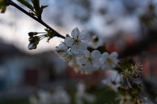 White Cherry Blossom on a Stem in Close Up Photography