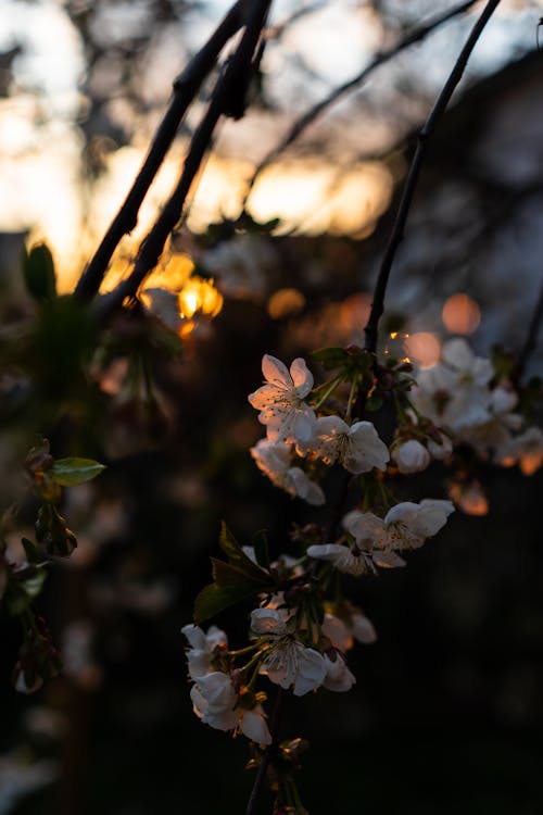 White Cherry Blossom Flowers in Close-up Photography