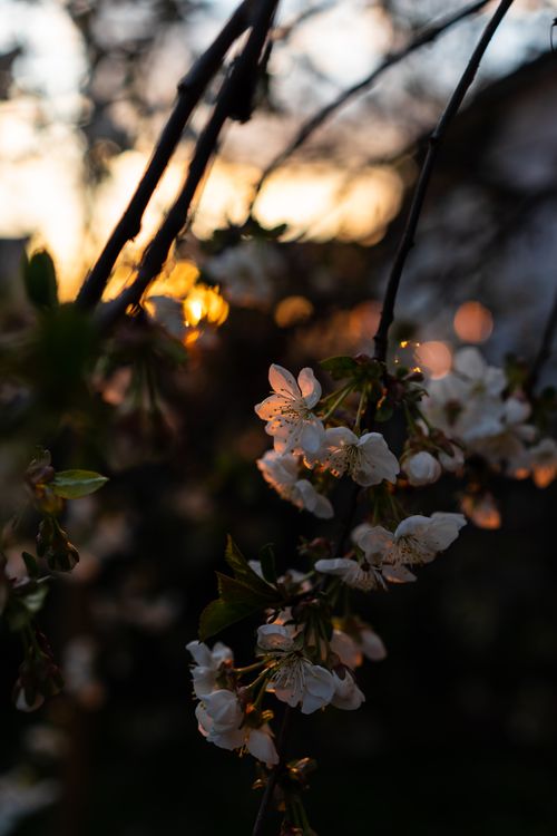 Free Capture of cherry blossoms in focus against a warm sunset backdrop, creating a serene atmosphere. Stock Photo