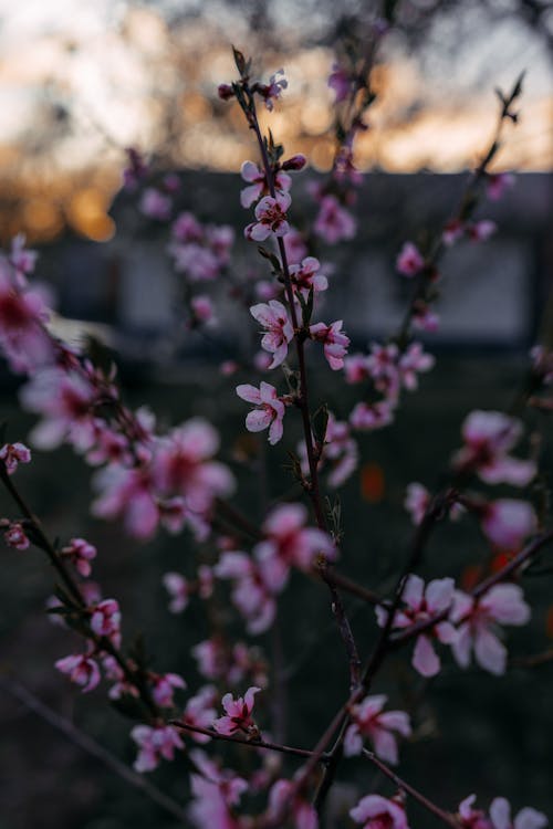 Pink Cherry Blossom Flowers in Close-up Photography