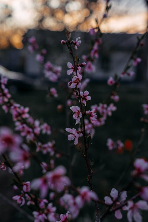 Beautiful Pink Cherry Blossoms