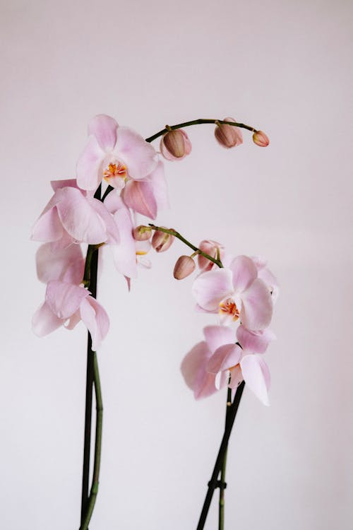 Free White and Pink Moth Orchids in Bloom Stock Photo