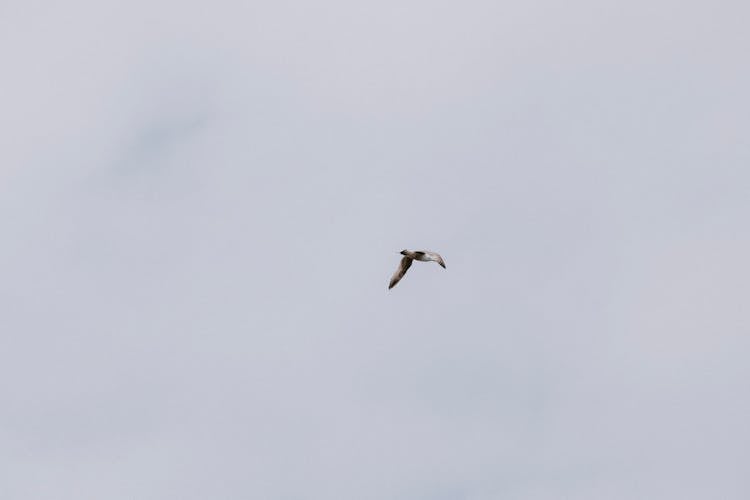 Seagull Flying In Gray Sky