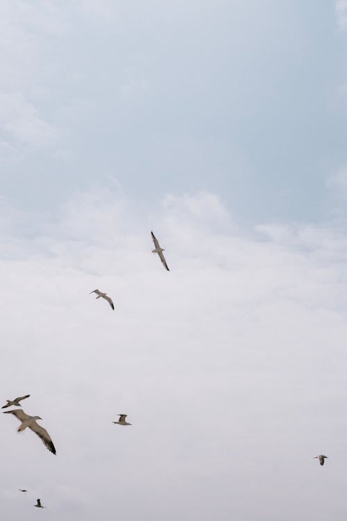 Photograph of Birds Flying in the Sky