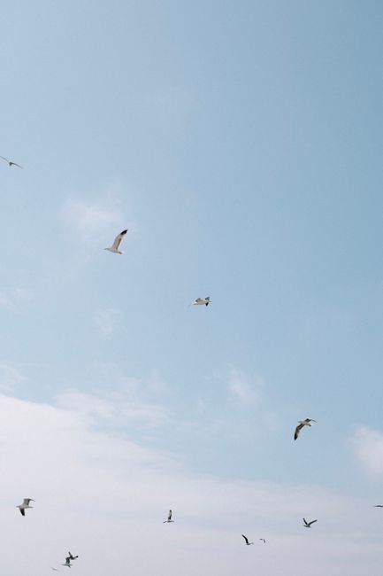 Flock of seagulls flying freely in a bright blue sky, symbolizing freedom and nature.