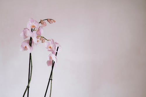 Orchid Flowers on Grey Background