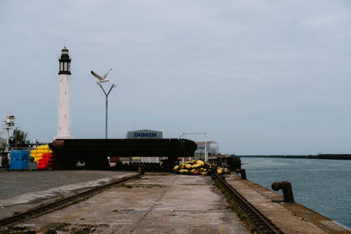 Bird Flying over Port