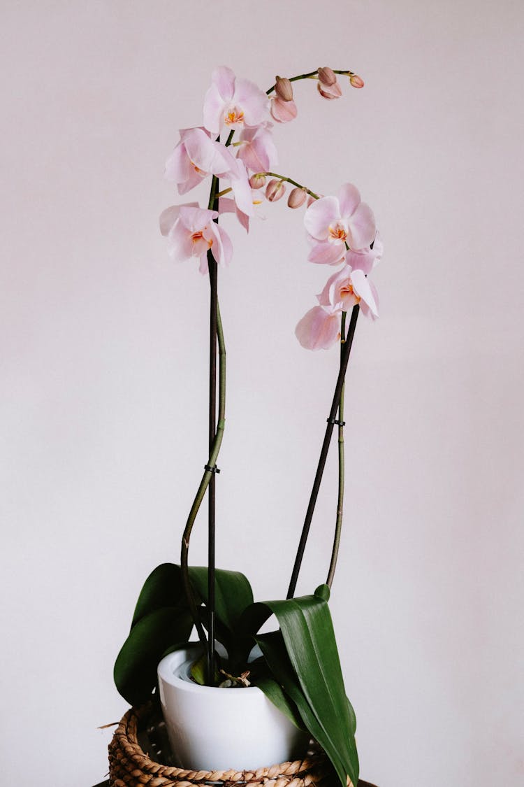 Orchid Plant In Pot