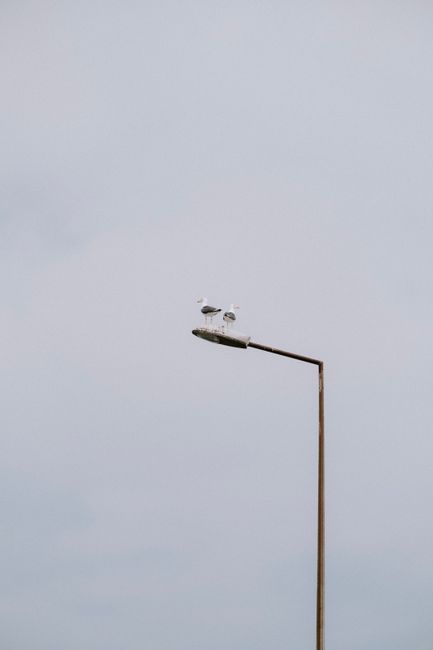 Two gulls perched on a streetlamp under an overcast sky, showcasing urban wildlife.