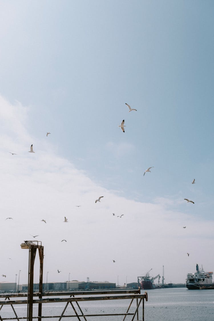 Birds Flying Over Sea