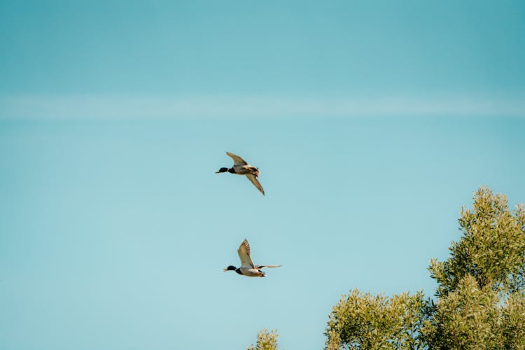 Ducks Flying In Sky