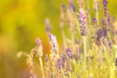 Free stock photo of beautiful flowers, bunch of flowers, mother nature