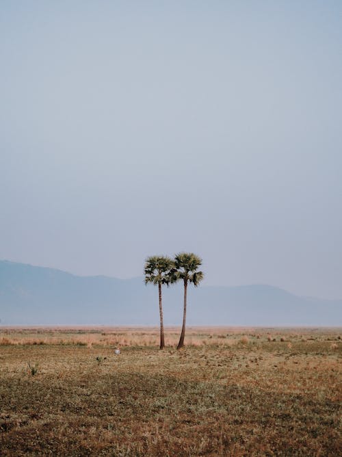Palm Trees on Dry Landscape