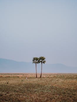 Tranquil scene of palm trees in a vast field with distant mountains under a clear sky in Odisha, India.