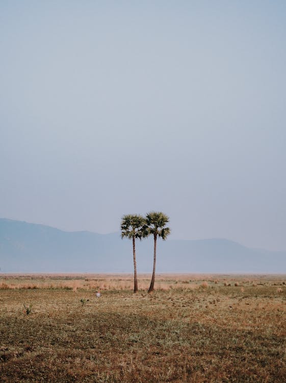 Palm Trees on Dry Landscape