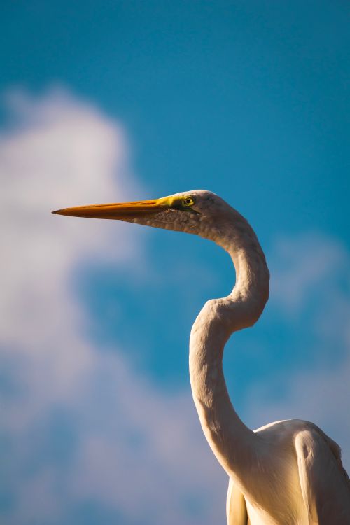 Free Vertical shot of a great egret with its long neck and beak set against a blue sky with clouds. Stock Photo